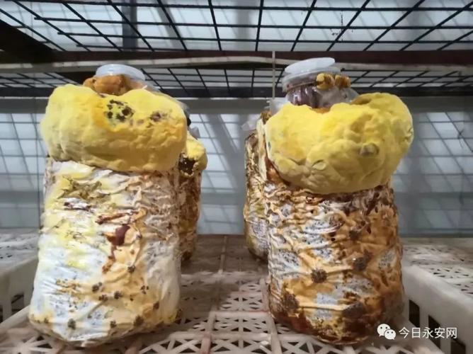 最终不仅缩短培育周期,还提高菌种纯度,接种存活率和产量