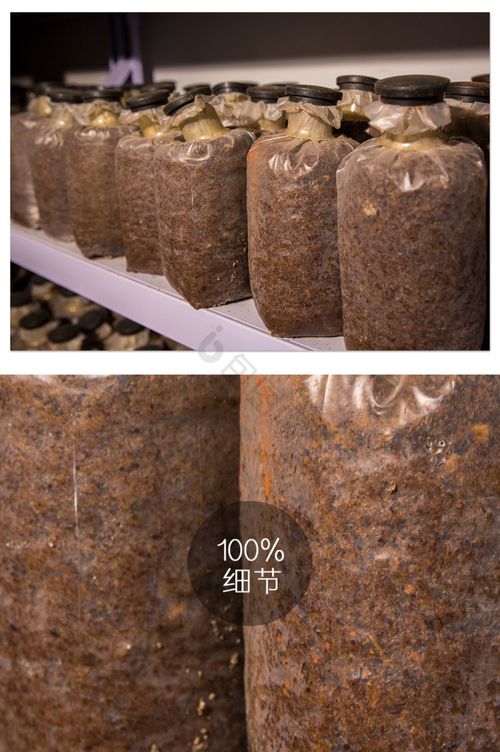 针金菇种植