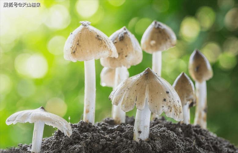 菌种是怎么培育出来的